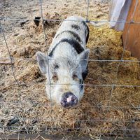  at A Home for Hooves Farm Sanctuary in Duncan