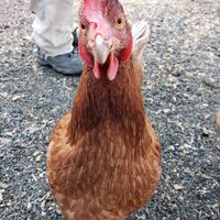  at A Home for Hooves Farm Sanctuary in Duncan