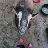  at A Home for Hooves Farm Sanctuary in Duncan