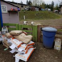  at A Home for Hooves Farm Sanctuary in Duncan