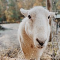  at A Home for Hooves Farm Sanctuary in Duncan
