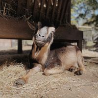  at A Home for Hooves Farm Sanctuary in Duncan