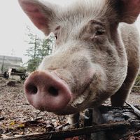  at A Home for Hooves Farm Sanctuary in Duncan