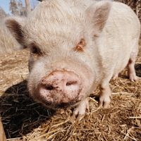  at A Home for Hooves Farm Sanctuary in Duncan