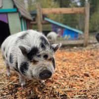  at A Home for Hooves Farm Sanctuary in Duncan