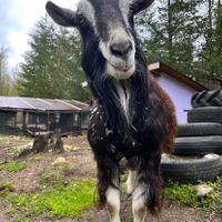  at A Home for Hooves Farm Sanctuary in Duncan