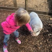 My niece meeting Winston. If you want to give a pig a belly rub, Winston will happily volunteer.  at A Home for Hooves Farm Sanctuary in Duncan