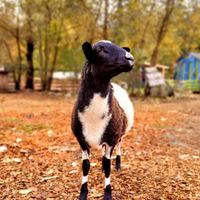  at A Home for Hooves Farm Sanctuary in Duncan