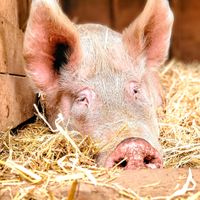  at A Home for Hooves Farm Sanctuary in Duncan