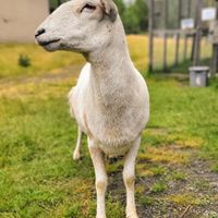  at A Home for Hooves Farm Sanctuary in Duncan