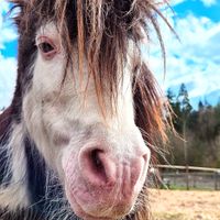  at A Home for Hooves Farm Sanctuary in Duncan