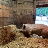 Cyrus choosing his bedding at A Home for Hooves Farm Sanctuary in Duncan
