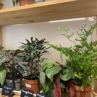   at Coffea in Berlin