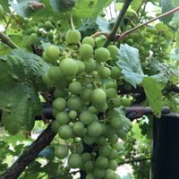 Druiven bij terras  at Aux Bons Vivres in Yevre-la-ville