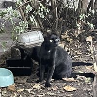 Cute cat  at Radost Fina Kuhinjica in Belgrade