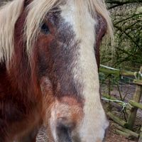 🐎pierre at Begegnungshof In der Espe in Hattingen