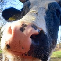 🐮ponci at Begegnungshof In der Espe in Hattingen