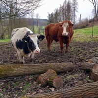🐮🤍🖤ponci & 🐮🤎taavo at Begegnungshof In der Espe in Hattingen