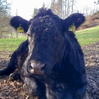 🐮🖤carla at Begegnungshof In der Espe in Hattingen