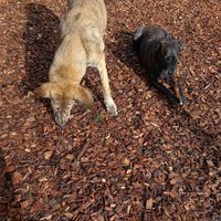 🐶savana & 🐶nea at Begegnungshof In der Espe in Hattingen