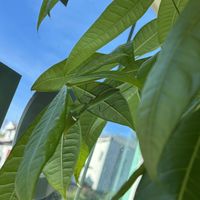 Marvin the mantis   at Tastebuds in Willits