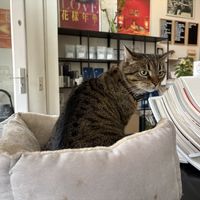   at Motion Coffee  in Amsterdam