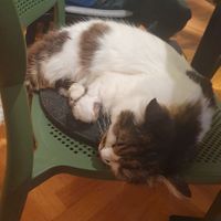  at Katzentempel - Freiburg in Freiburg