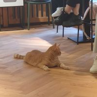  at Katzentempel - Freiburg in Freiburg