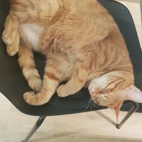  at Katzentempel - Freiburg in Freiburg