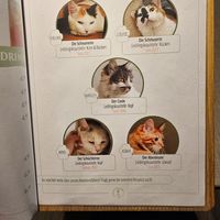  at Katzentempel - Freiburg in Freiburg