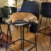 The only cat during our visit at Katzentempel - Freiburg in Freiburg