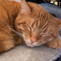 Asahi   at Katzentempel - Freiburg in Freiburg