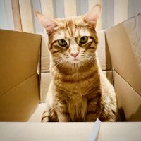 Empangskatze  at Katzentempel - Freiburg in Freiburg