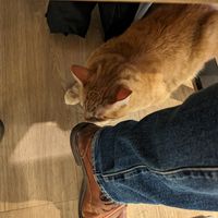  at Katzentempel - Freiburg in Freiburg