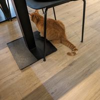  at Katzentempel - Freiburg in Freiburg