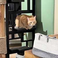 One of the cats  at Katzentempel - Freiburg in Freiburg