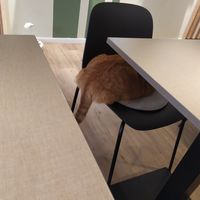 Tiercafés gegenüber bin ich immer sehr skeptisch, da dort nicht immer gute Bedingungen für Tiere herrschen. Aber der Katzentempel war in der Hinsicht prima, die 4 Miezen konnten at Katzentempel - Freiburg in Freiburg