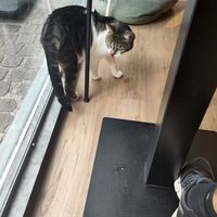  at Katzentempel - Freiburg in Freiburg