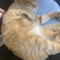   at Katzentempel - Freiburg in Freiburg