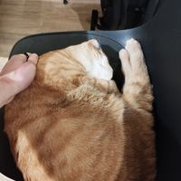  at Katzentempel - Freiburg in Freiburg