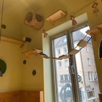 in theory the cats can be upstairs AND avoid having to interact with pesky humans😄 at Katzentempel - Freiburg in Freiburg