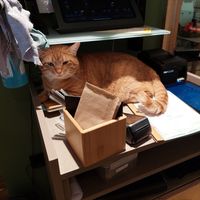  at Katzentempel - Freiburg in Freiburg