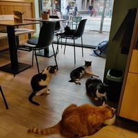  at Katzentempel - Freiburg in Freiburg