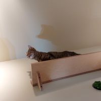  at Katzentempel - Freiburg in Freiburg