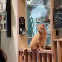  at Katzentempel - Freiburg in Freiburg