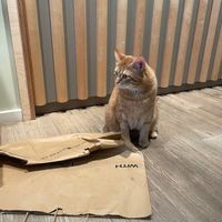 chonky red cat at Katzentempel - Freiburg in Freiburg