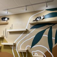 Inside the count lounge   at Purrista Cat Cafe in Erie