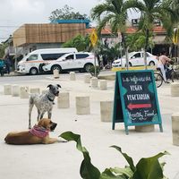 The doggos know they are safe here 💕 at La Hoja Verde in Tulum