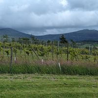  at Pant Du Vineyard and Cafe in Caernarfon