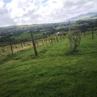  at Pant Du Vineyard and Cafe in Caernarfon